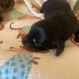 Midnight - Black and tan female Dachshund puppy in Yuba City, California from The Navarro Furbabies