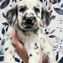 Bop It - White and black male Dalmatian puppy in Gray, Georgia from Fuller Spots