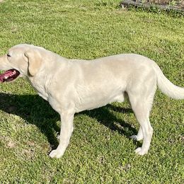 Brandywine's N'Audie Murphy - Yellow male Labrador Retriever puppy in Harrison, Arkansas from Brandywine Labradors