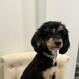 Sybil - Poodle