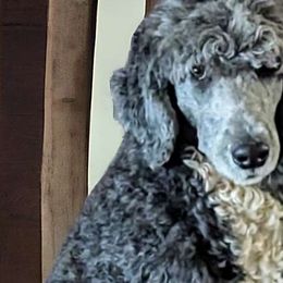 Rosie - Sheepadoodle