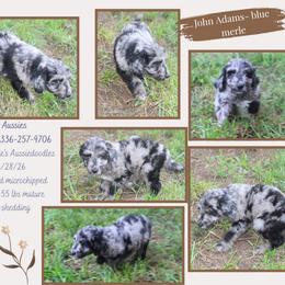 John Adams - Blue merle male Aussiedoodle puppy in Asheboro, North Carolina from Stellar Aussies