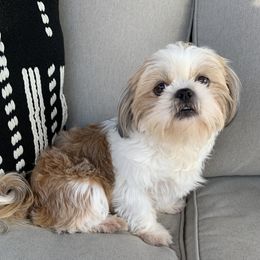 Macie - Shih Tzu
