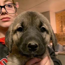 Female 4 - Fawn female Anatolian Shepherd Dog puppy in Daggett, Michigan from T&S Anatolians
