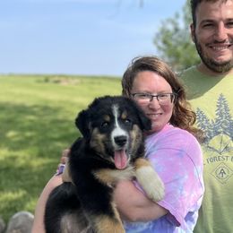 Brazil - Black Australian Shepherd puppy in Sedalia, Missouri from Strollins Farm