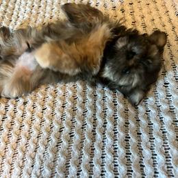 Boy 1 - Chocolate male Shih Tzu puppy in Benbrook, Texas from Michael’s Shih Tzus