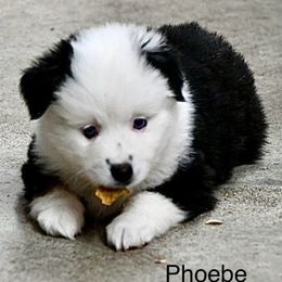 Girl 3, Phoebe - Black tri female Toy Australian Shepherd puppy in Bristow, Iowa from Pine Ridge Toy Aussies