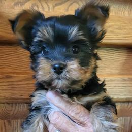 Male 1 - Black and tan male Yorkshire Terrier puppy in Las Animas, Colorado from CAMDEN Parti Puppies-Colorado Parti Yorkies