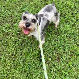 Mamaya - Miniature Schnauzer