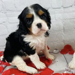 Cavalier King Charles Spaniels from Eagle Crest Cavaliers