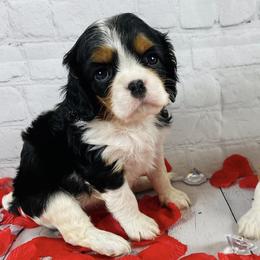 Cavalier King Charles Spaniels from Eagle Crest Cavaliers