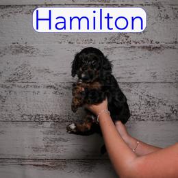Hamilton - Black and tan male Cavapoo puppy in Calhoun, Georgia from Happy Top Doodles