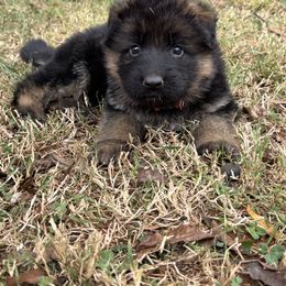American Corgi and German Shepherd Puppies from Grace Ridge Shepherds and Corgis