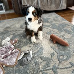 Miniature Australian Shepherd Puppies from Highland Hills Mini Aussies