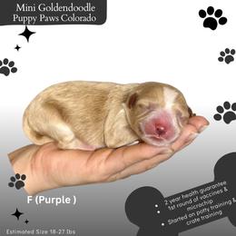 Purple Collar - Apricot female Goldendoodle puppy in Fort Lupton, Colorado from Puppy Paws Colorado
