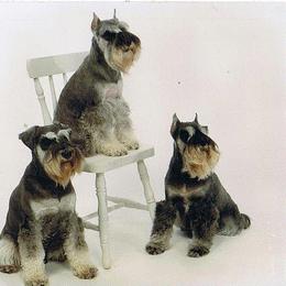Miniature Schnauzer All Grown Up from Sumerwynd Miniature Schnauzers