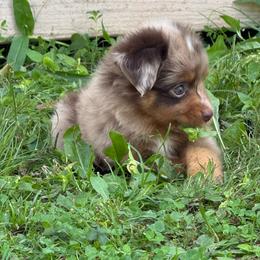 RMM3 - Red merle male Toy Australian Shepherd puppy in Pryor Creek, Oklahoma from DK’s Littles & Co