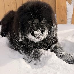 Taurus - Black male Newfoundland puppy in Tully, New York from Bear Paw Newfoundlands