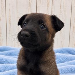 Sable Male - Fawn sable male Belgian Malinois puppy in Columbia, South Carolina from Kaizen Ruach Malinois