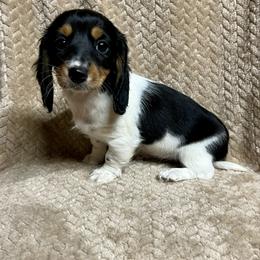 Nala - Piebald female Dachshund puppy in Milroy, Pennsylvania from Not Your Average Weiner