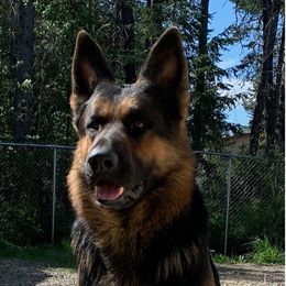 Duke - German Shepherd