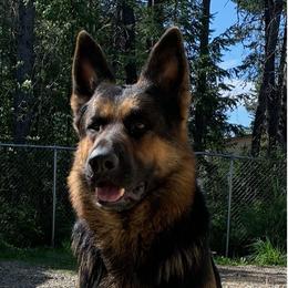 Duke - German Shepherd