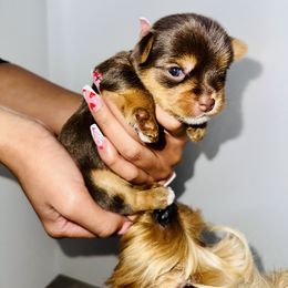 Yorkshire Terrier Puppies from A yorkie palace