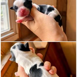Piper - Black and white female Shichon puppy in Pennsylvania from Manor Hills Shih Tzus
