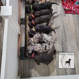 Great Dane Puppies from Windy Ridge Danes