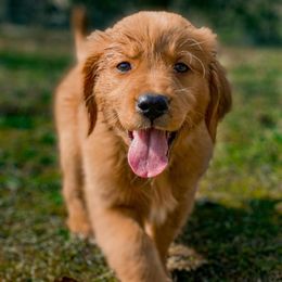 Golden Retrievers from Great Golden Breeding