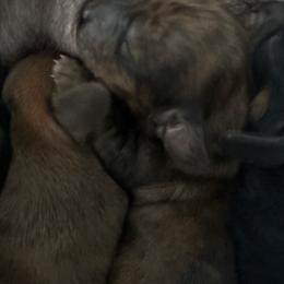 Girl 1 - Brindle female Dachshund puppy in Bardstown, Kentucky from A & J Doxies