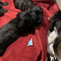 Miniature Schnauzers from Spring Brook Resort