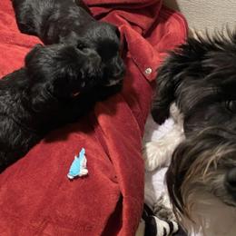 Miniature Schnauzers from Spring Brook Resort