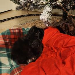 Pekingese Puppies from Heather's Pekingese