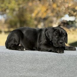 Lt Blue - Black male Cane Corso puppy in Paris, Texas from Knucklehead Cane Corso