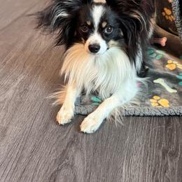 Rocket - Papillon
