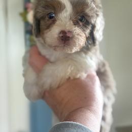 Volkswagen🧡 - Red merle male Aussiedoodle puppy in Granbury, Texas from Triple Cross Doodles