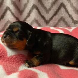 June - Black and tan female Cavalier King Charles Spaniel puppy in Wapello, Iowa from Willow Rayne shelties and more