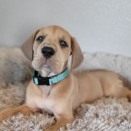 Great Dane Puppies from Bellaire Great Danes