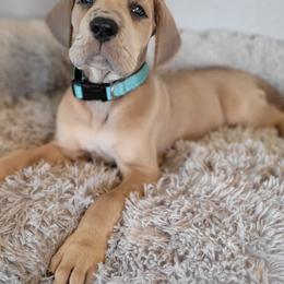 Great Dane Puppies from Bellaire Great Danes