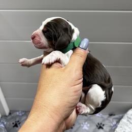 Green boy - Tri-Roan male English Springer Spaniel puppy in Fairfield, California from Goldridge Springers