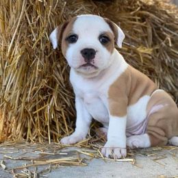Staffordshire Bull Terrier Puppies from Sequoia Staffords