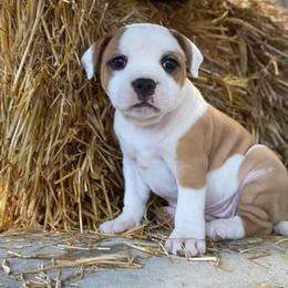 Staffordshire Bull Terrier Puppies from Sequoia Staffords