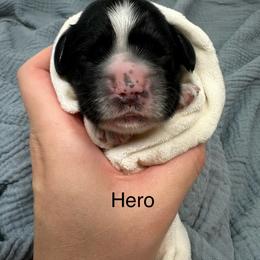 Hero - Black and white male Cocker Spaniel puppy in Cincinnati, Ohio from Abundance of Joy LLC Cocker Spaniels
