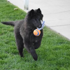 Belgian Sheepdog Puppies from Isengard