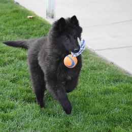 Belgian Sheepdog Puppies from Isengard