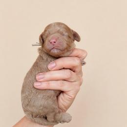 Ella (Cinderella) - Golden female Cockapoo puppy in Millville, California from Hope Lane Kennels