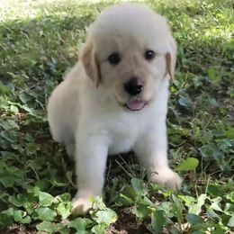 Golden Retriever Puppies from Robertson Retrievers