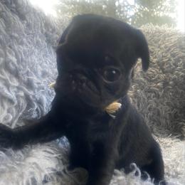 PUGSLEY  Yellow boy 3 - Black male Pug puppy in Onalaska, Washington from Cupid’s Pugs