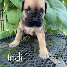 Boerboel Puppies from Silverthorne Boerboels